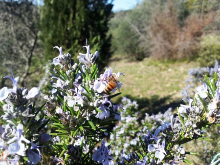 Rosmarino (Rosmarinus officinalis)